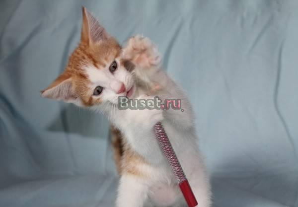 Самый милый рыжий котенок почти даром Москва