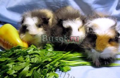 Морская свинка Москва