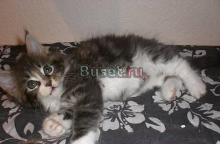 Мейн кун котята Санкт-Петербург