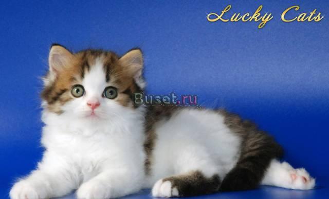 Уникальное предложение от питомника lucky cats Москва