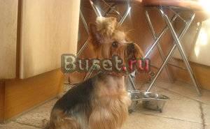 Стрижки йорков терьеров модельные и гигиенические Москва