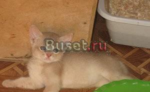 Абиссинский котик 2,5 мес Москва