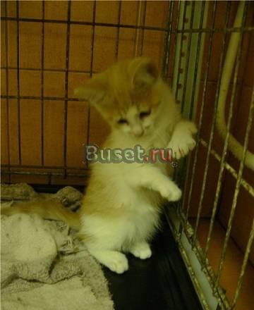 Котенок-инвалидик очень нуждается в вашей любви Санкт-Петербург
