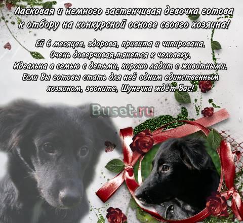 Отдам щенка Санкт-Петербург