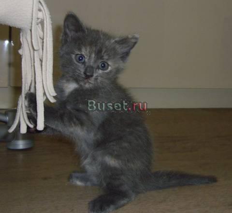 Очаровательные котята ищут заботливых хозяев Москва