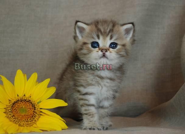 Британский котенок с изумрудными глазками Москва