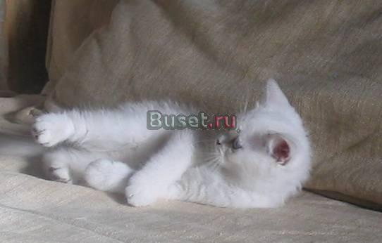 Котята окраса шиншилла Москва