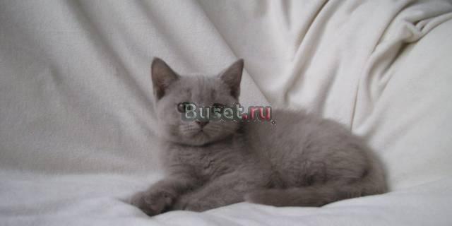 Котенок лиловый Москва