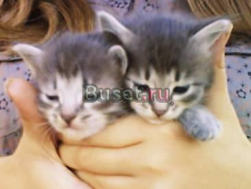 Сибирские котята ищут добрые руки Сызрань