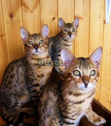 Бенгальские котята .Питомник Москва