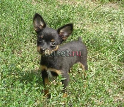 Щенки Тоя Ногинск