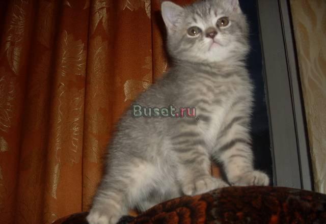 Британец 4000р Электросталь