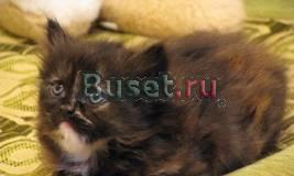 Котенок 1, 5 месяцев (девочка) отдам в добрые руки Москва