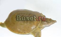 Отдам в хорошие руки водную черепаху (самец) Москва