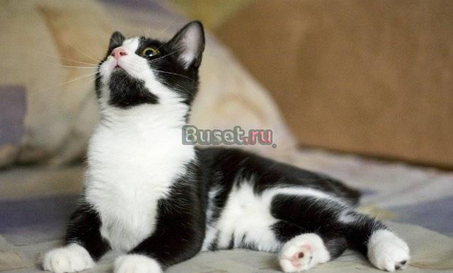 Чудо какой котенок) Санкт-Петербург