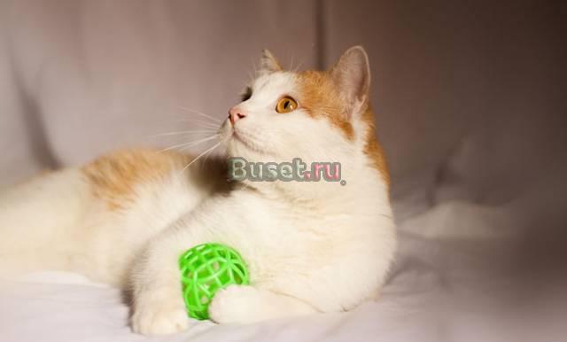 Чудесный солнечный котик ищет дом Санкт-Петербург