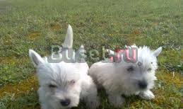 Щенки вести от титулованных родителей Городец