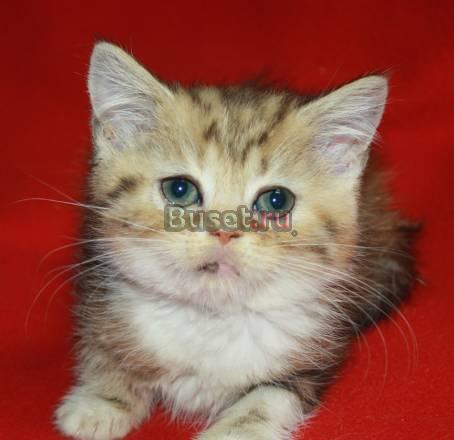 Шотландская кошечка, 2.5 мес Москва