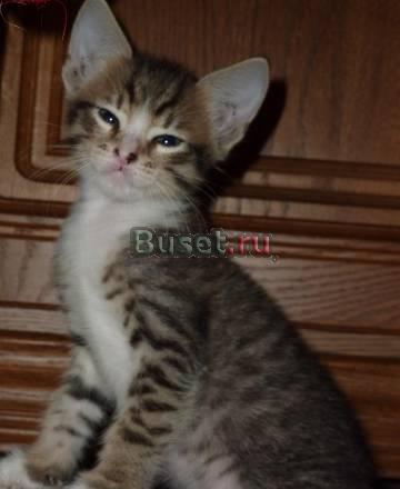 Котенок ищет друзей Москва