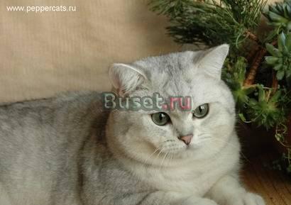 Вязка кошек Москва
