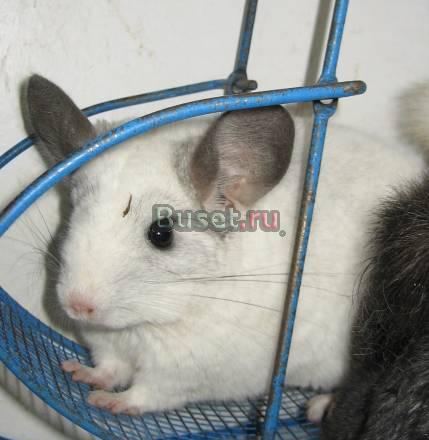 Шиншилы и шиншилята (от 2 мес) Санкт-Петербург