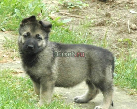 Щенок восточноевропейской овчарки Санкт-Петербург