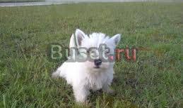 Щенки вести от титулованных родителей Дзержинск