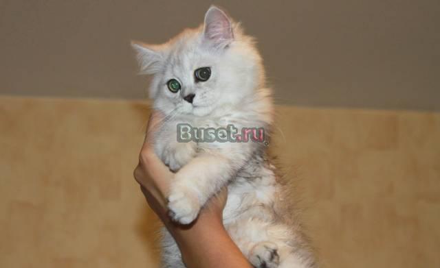Персидский котёнок Москва