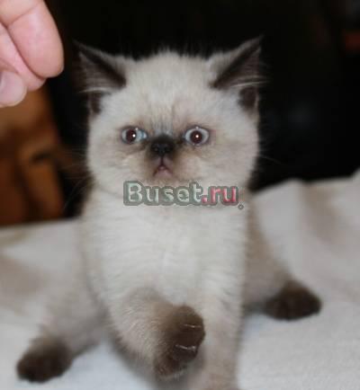 Экзотики супер плюшевые котята Москва