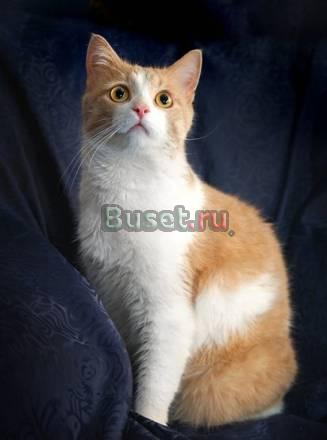 Отдам веселого плюшкина, котика Кузьму 2г Москва