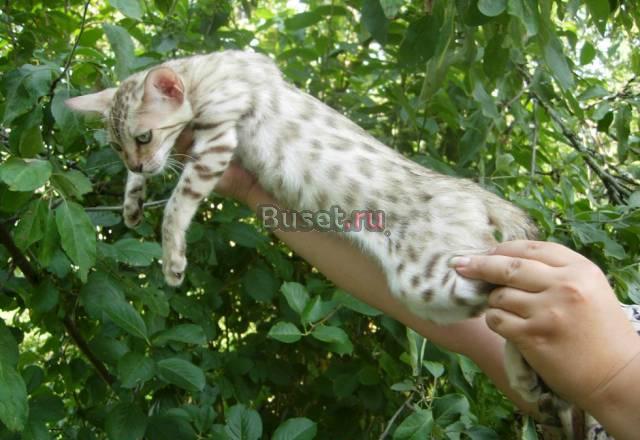 Бенгальские котята шоу класса Москва