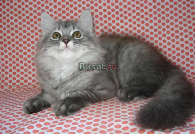 Нарядный котик Санкт-Петербург
