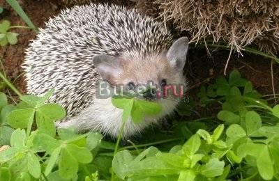 Ёж Ушастый и Даурский Москва