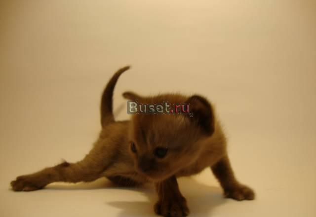 Европейская бурма Москва