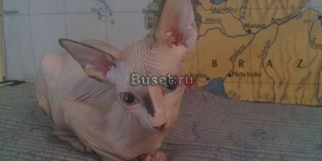 Котята Канадского сфинкса Москва