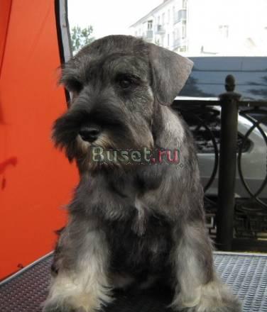 Щенки цвергшнауцера питомник Русский Ассортик Москва