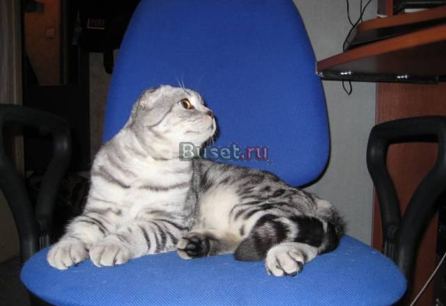 Шотландский вислоухий кот приглашает на вязку Москва