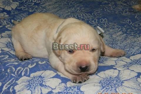 Не откажите себе в возможности подарить себе друга Ухта