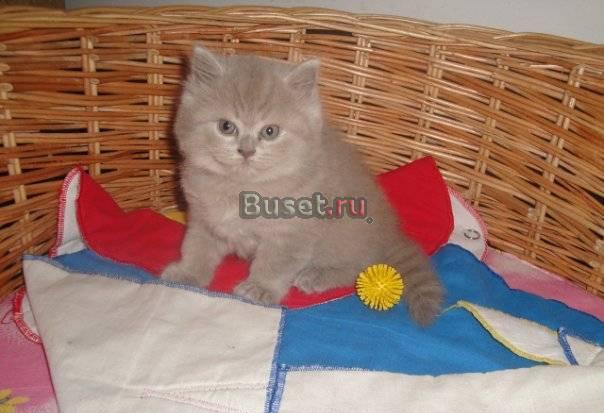 Клубные котята с отличной родословной Москва