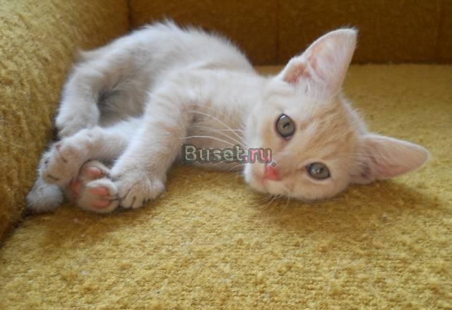 Котик 2,5 мес Москва