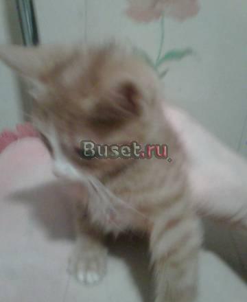 Бело-рыжим котятам нужен дом Санкт-Петербург