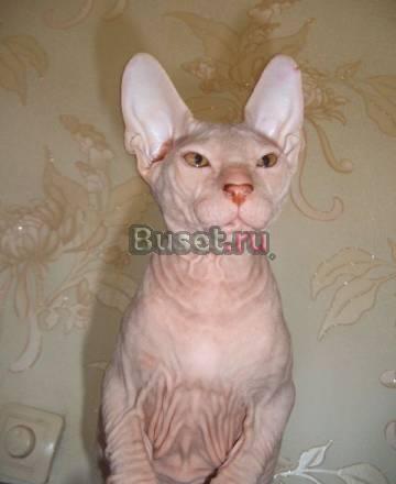 Котенок Донского Сфинкса Москва