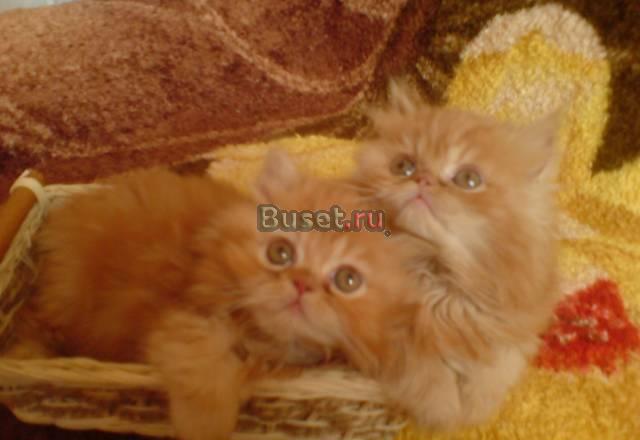 Персидские котята Москва