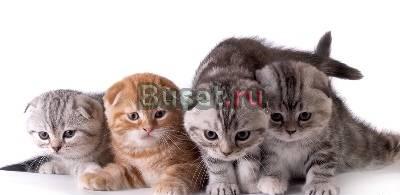 Огромный выбор шотландских котят Москва