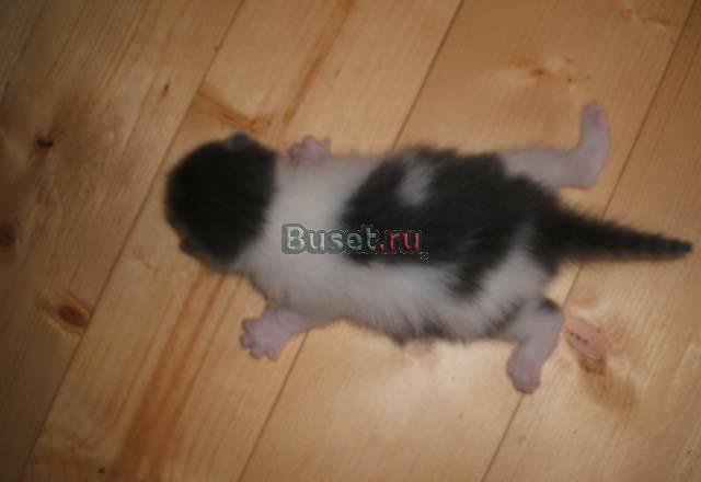 Малышам нужны хозяева Москва