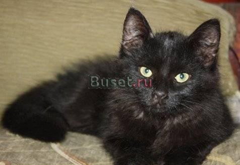 Черный котенок в добрые руки Санкт-Петербург