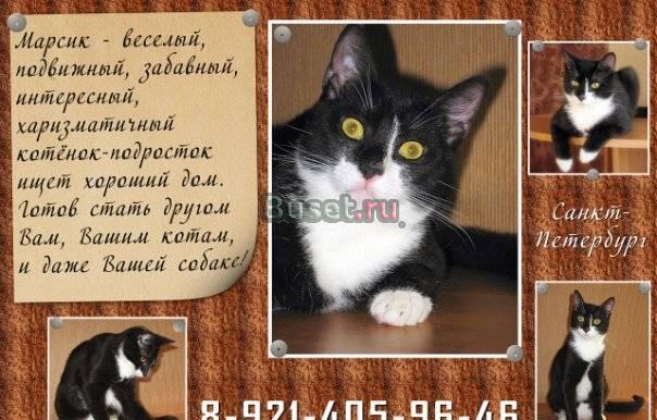 Забавный 6 мес. котенок Марсик ищет хороший дом Санкт-Петербург