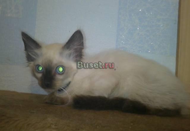 Бесплатно.Котик колор поинт ищет любящих хозяев Москва
