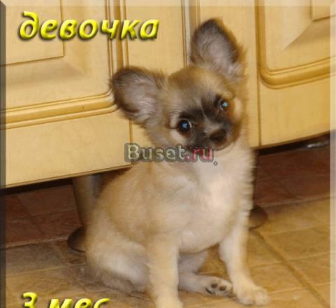 Д-ш  девочка 4 м с шоколад геном Санкт-Петербург