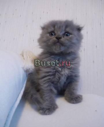 Котята от шотландки Москва